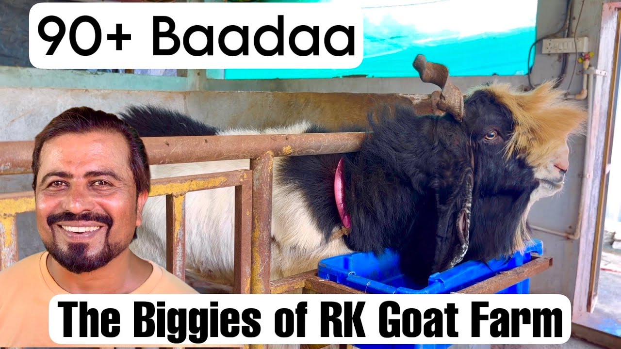 RK Goat Farm Series Ep 8 (Last) | 90+ Baadaa | The Biggies of RK Goat Farm