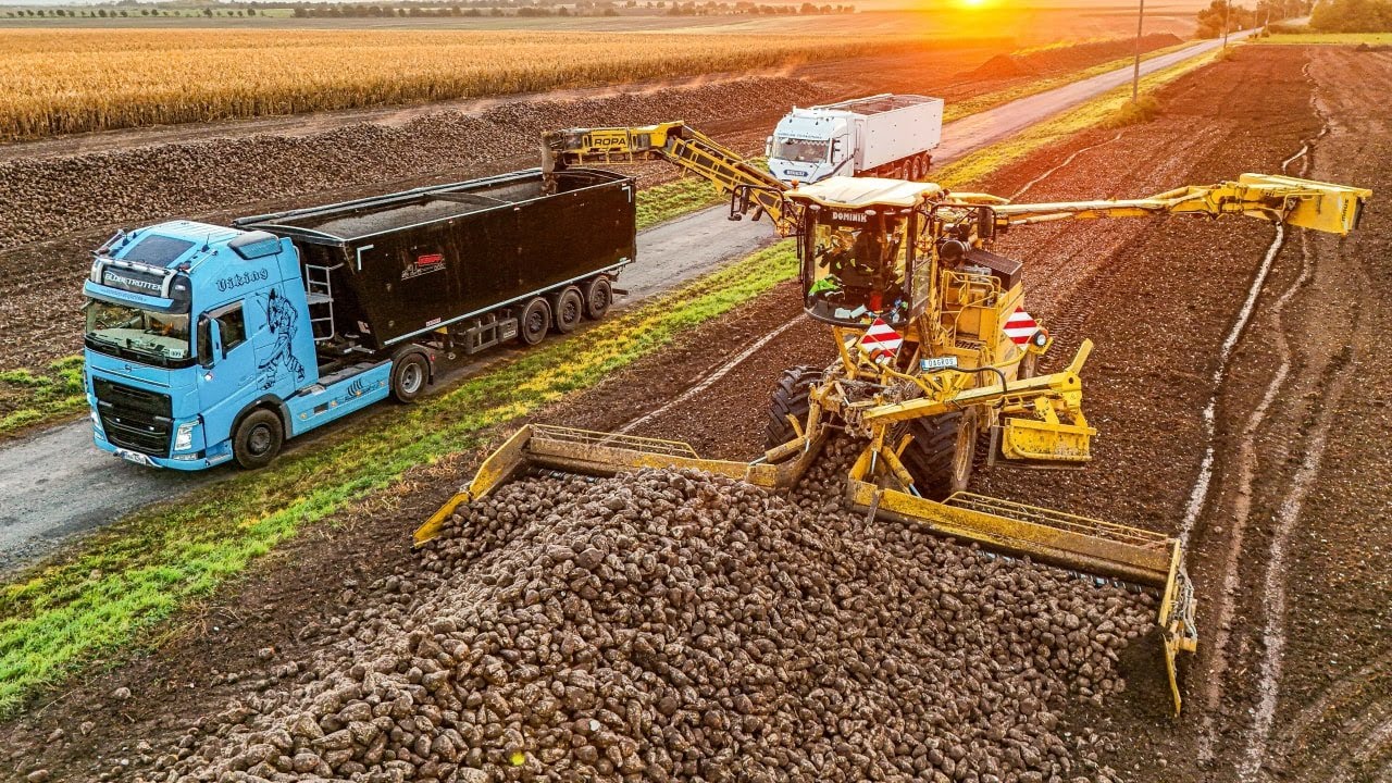 How to drive Ropa Maus 6 | Loading SugarBeet |  Gopro/ DriverView
