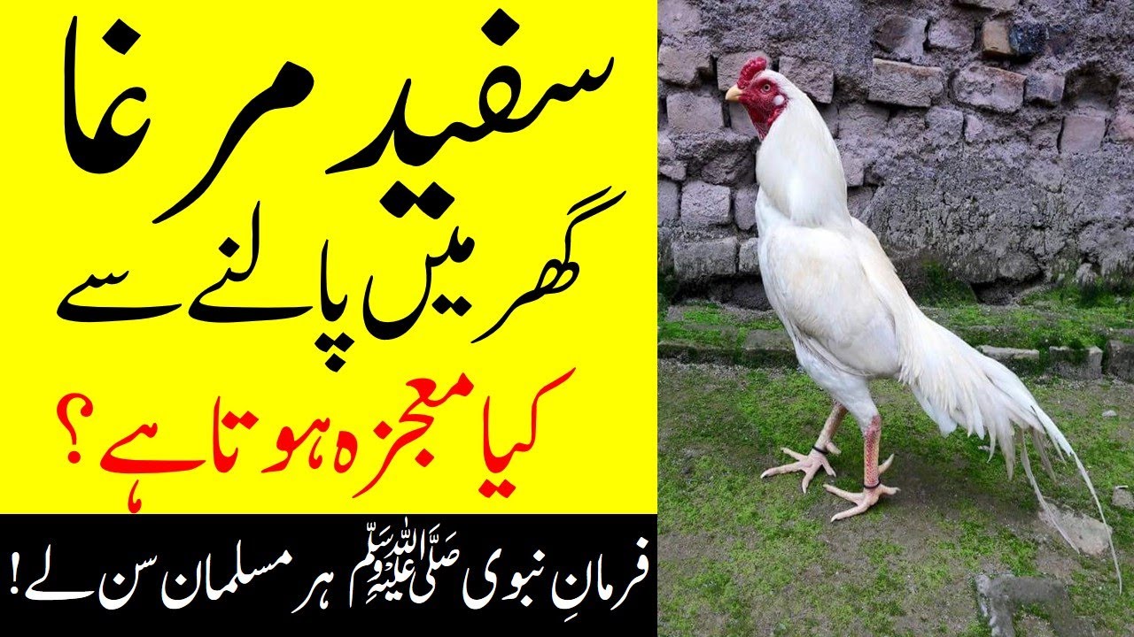According To Islam Keeping A White Rooster In The House | Ghar Main Safid Murgha Palna | Nabi saw