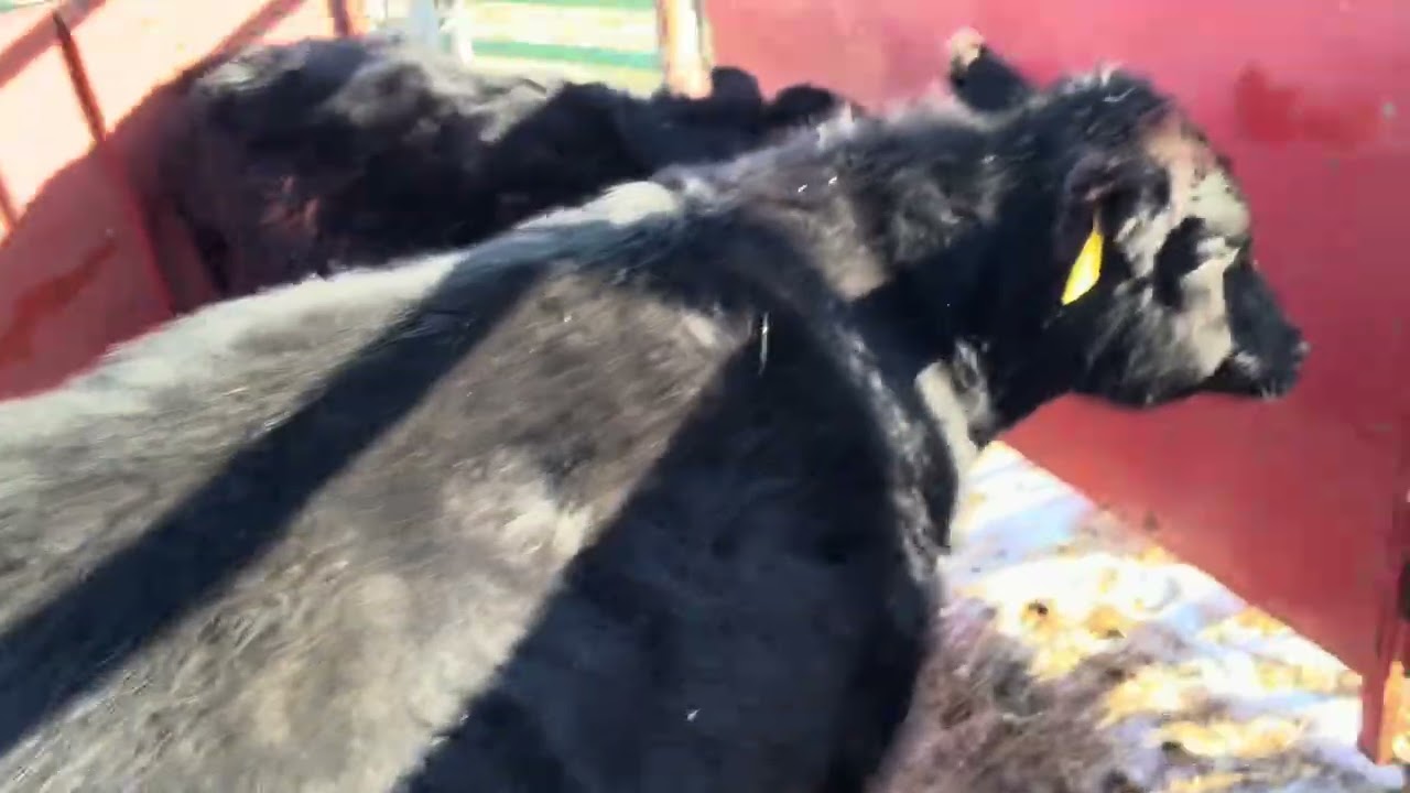 Cow caught in electric fence