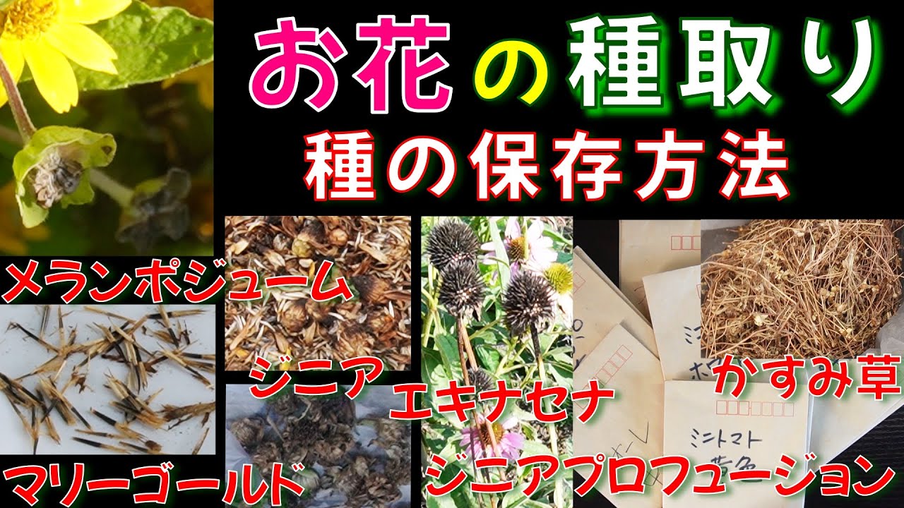 【お花の種取り＆保存方法】たくさん採種＆たくさんの種保存見せます