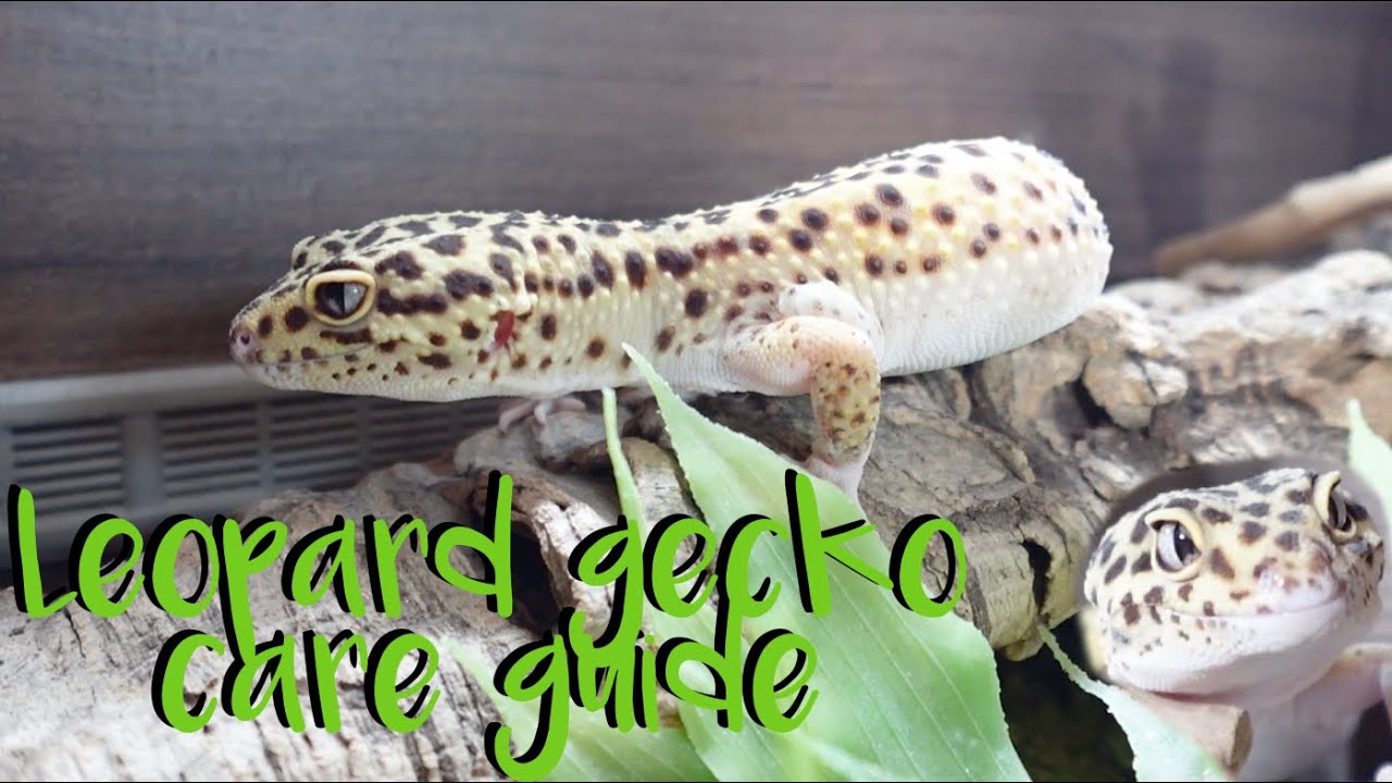 Leopard gecko care guide 101 for 2024