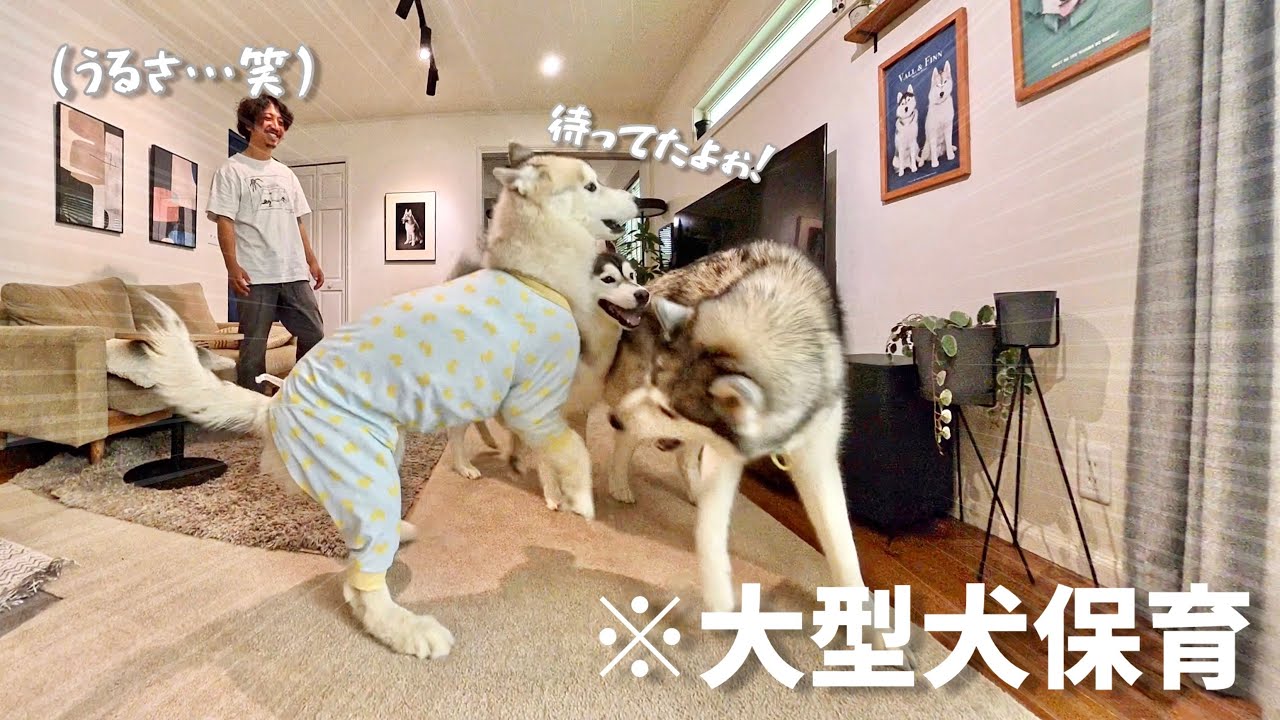 【大乱闘】友達ハスキー犬を預かったらずっと騒がしいんですがwww 【シベリアンハスキー】