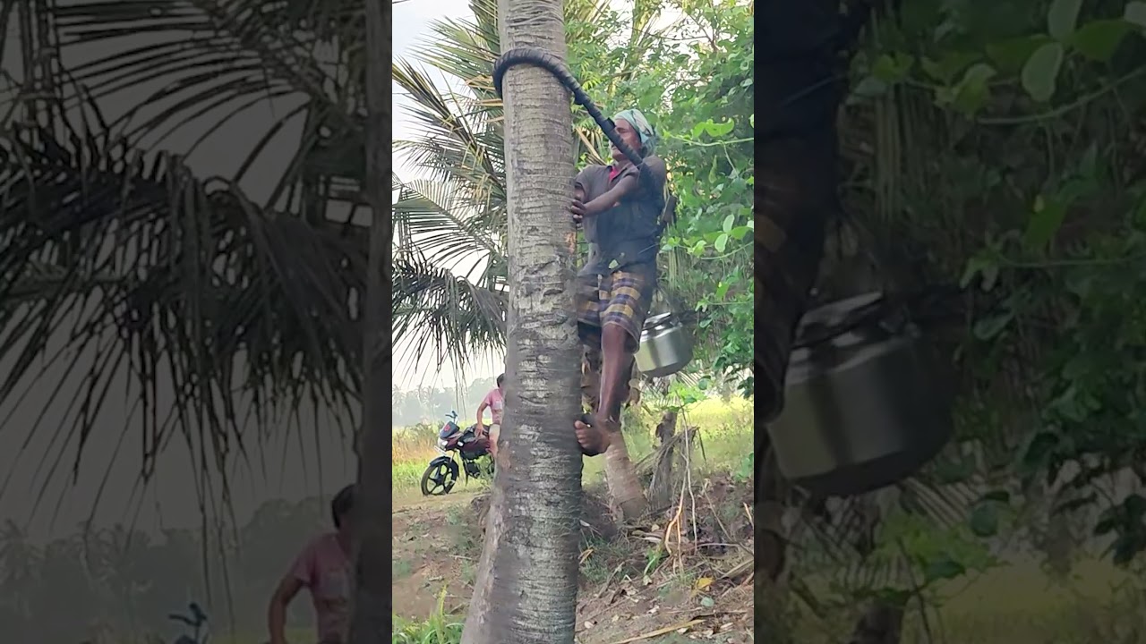 The #1 Toddy Palm Neera Mistake You're Probably Making