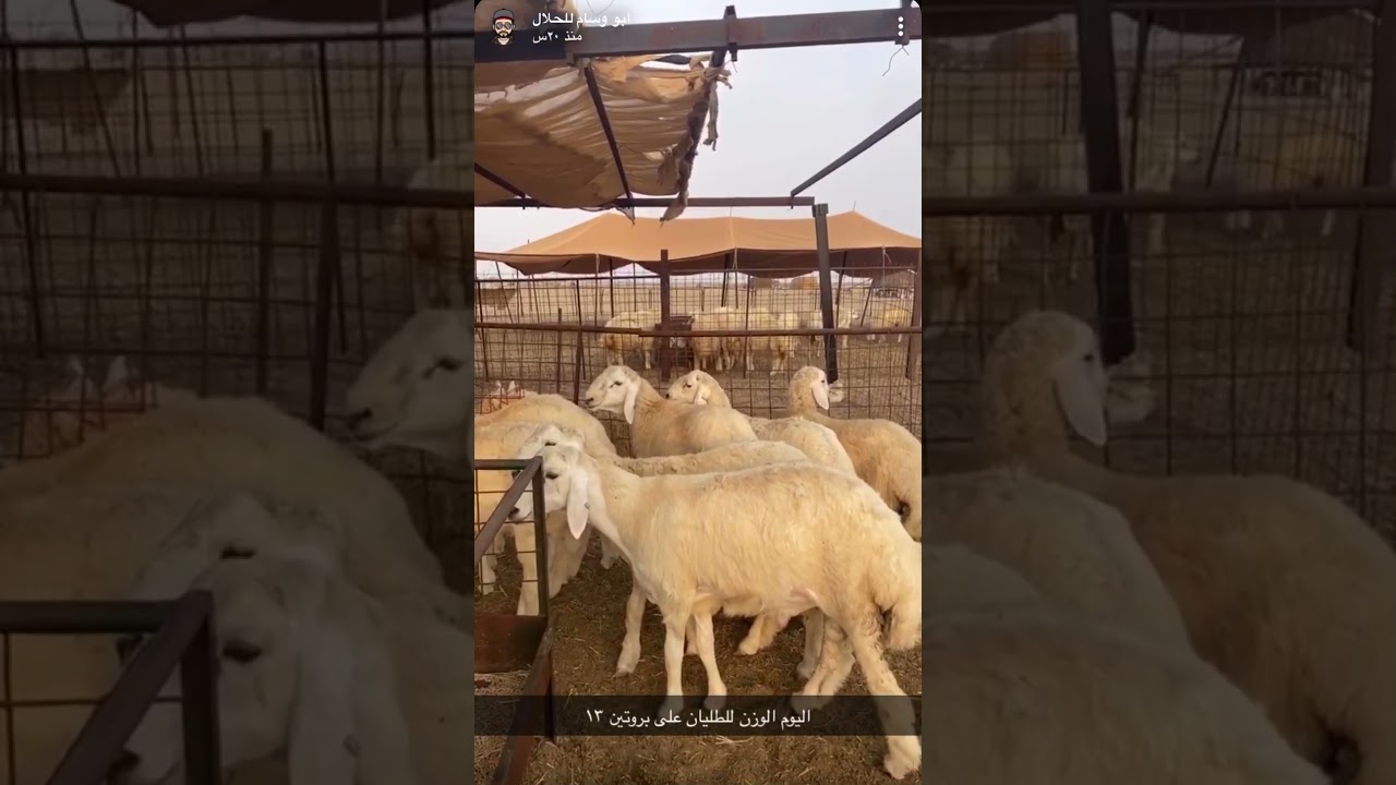 تكاليف تسمين الطليان ومعدل الزيادة