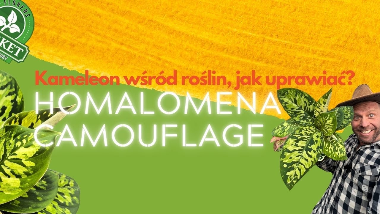 HOMALOMENA CAMOUFLAGE 🪴, czy Adelomena? Roślina która chowa się przed właścicielem, jak ją uprawiać?
