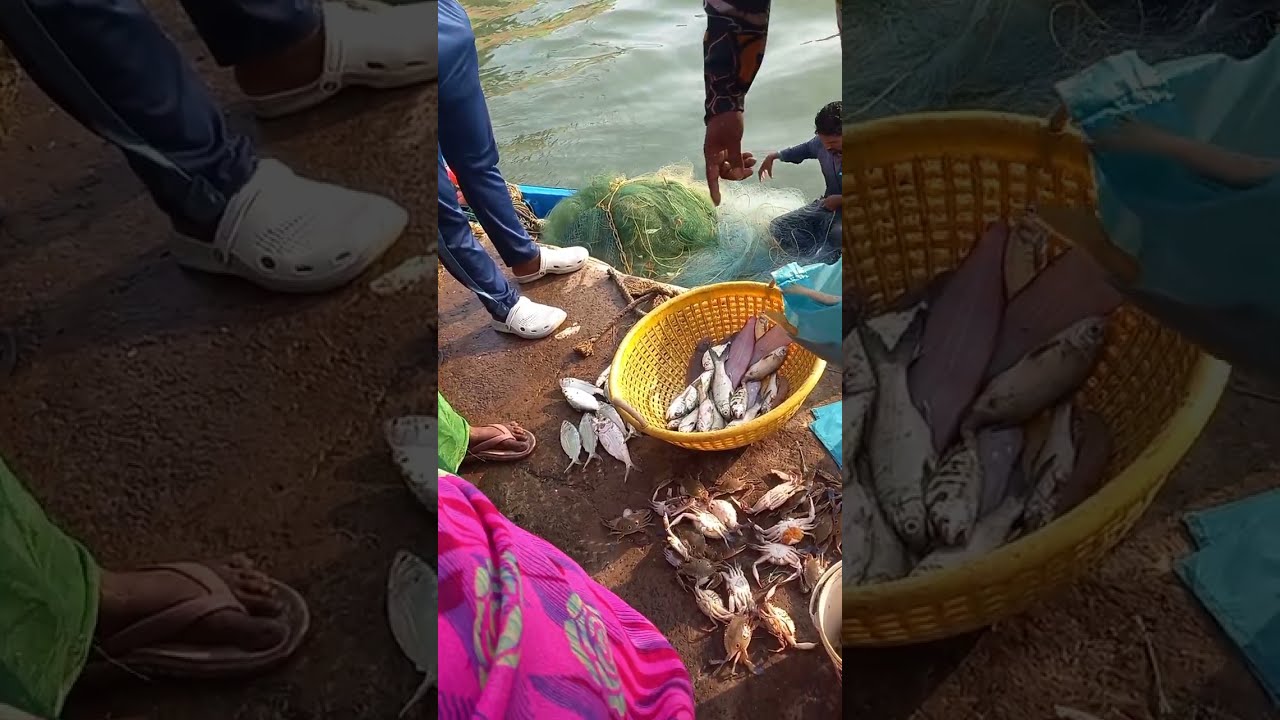 என்ன மீன் வாங்குறதுனே தெரியல 🤔 #fish #fishing #fishmarket 