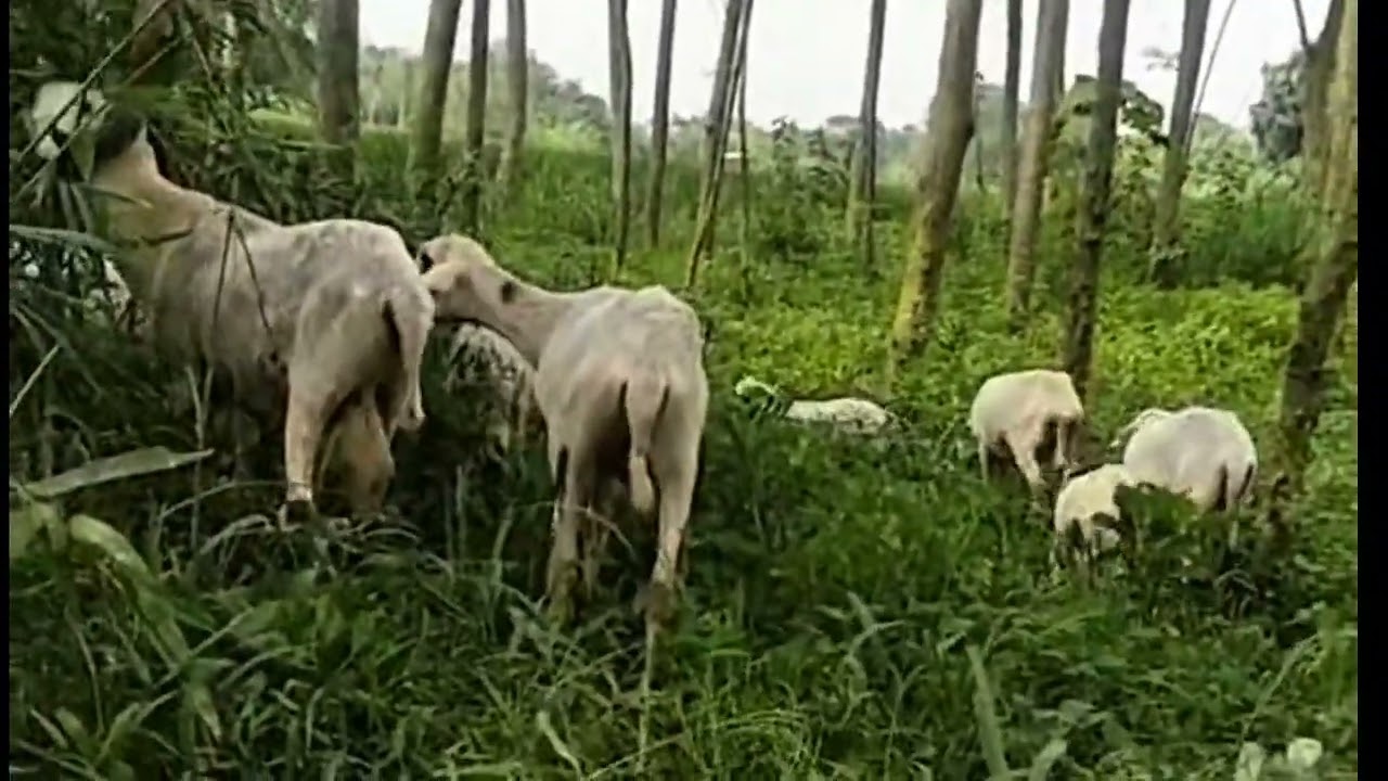 Ngangon keluarga inces 