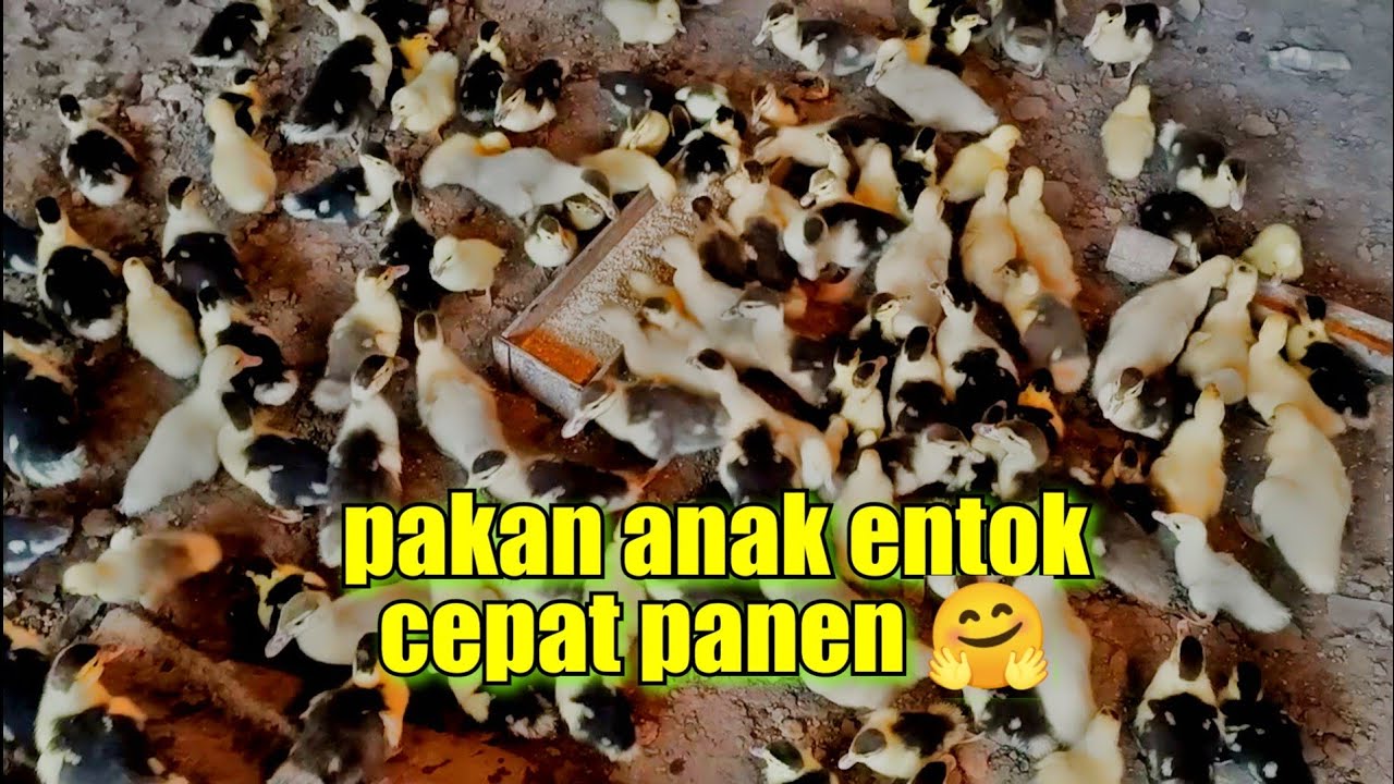 Pakan anakan entok supaya cepat besar