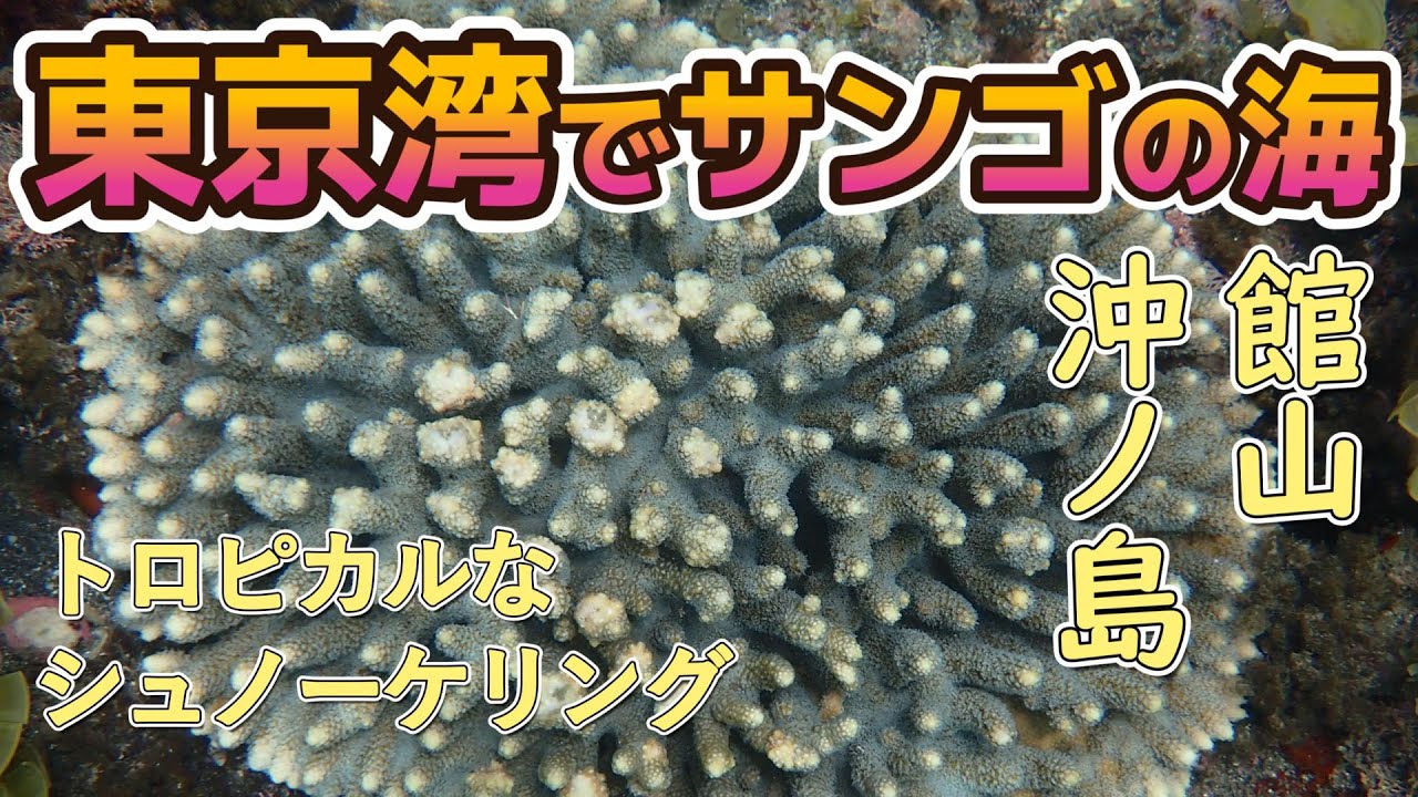 【知られざる東京湾】千葉県館山市沖ノ島でシュノーケリング｜ サンゴと魚に感動 【2025年6月】