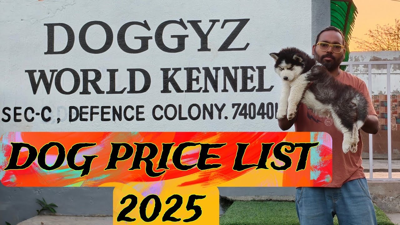 DOG price list 2025 in India ( Husky ) || expensive dog breeds