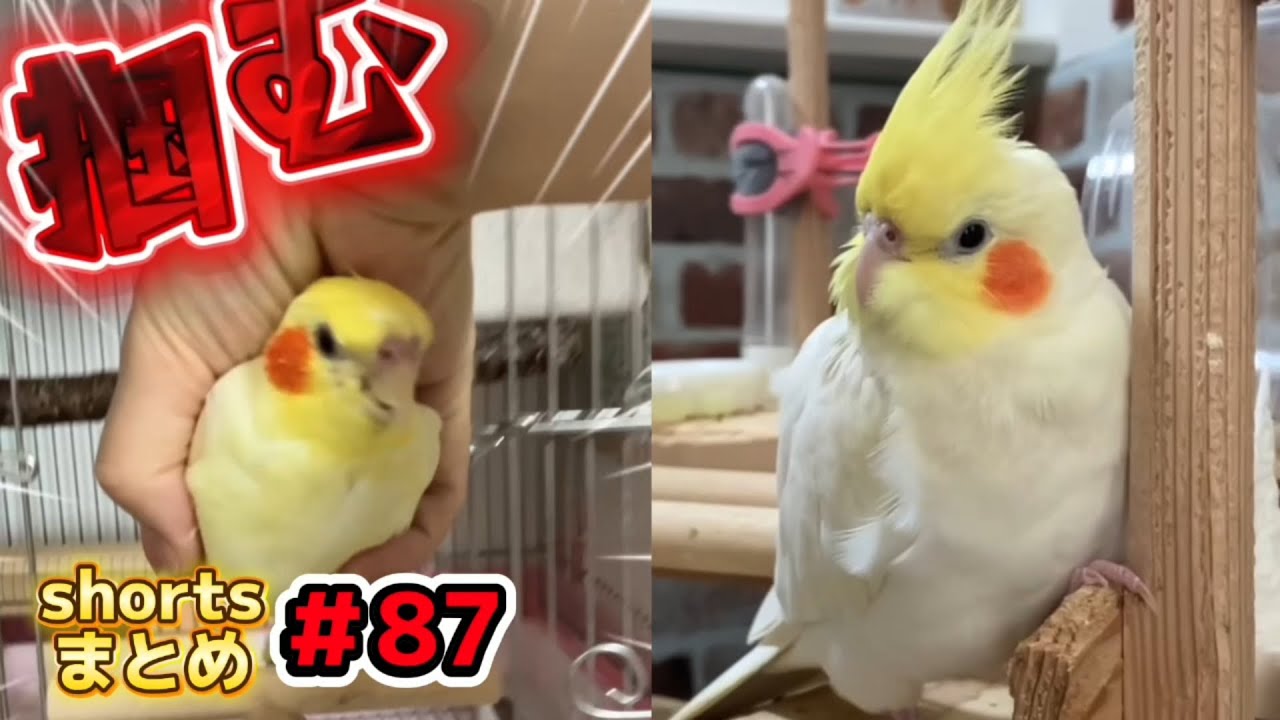 【衝撃】昼寝を直撃されたオカメ達！のんたまを