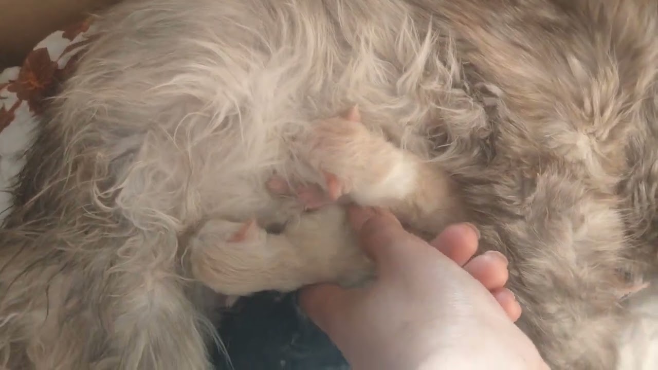 Cat give birth to 5 kitten's #cat #video