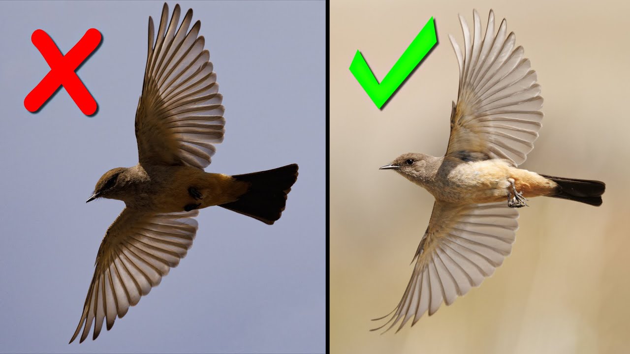 Birds in Flight Photography with the Canon R5 Mark II Essential Settings & ProTechniques