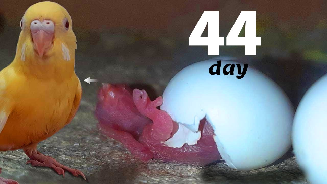 BUDGIE GROWTH STAGES   First Days  to 44 days to fly
