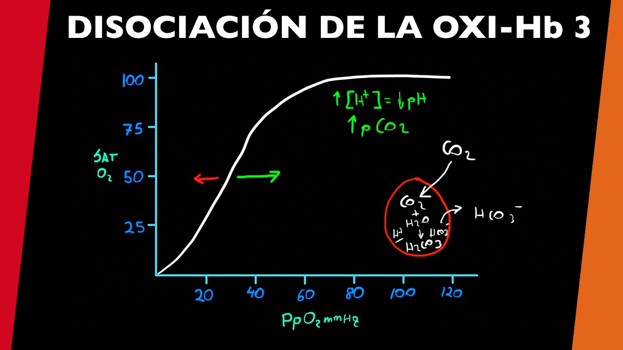 Curva de disociación de oxihemoglobina 3 - [visita mi Podcast y aprende Medicina mientras descansas]