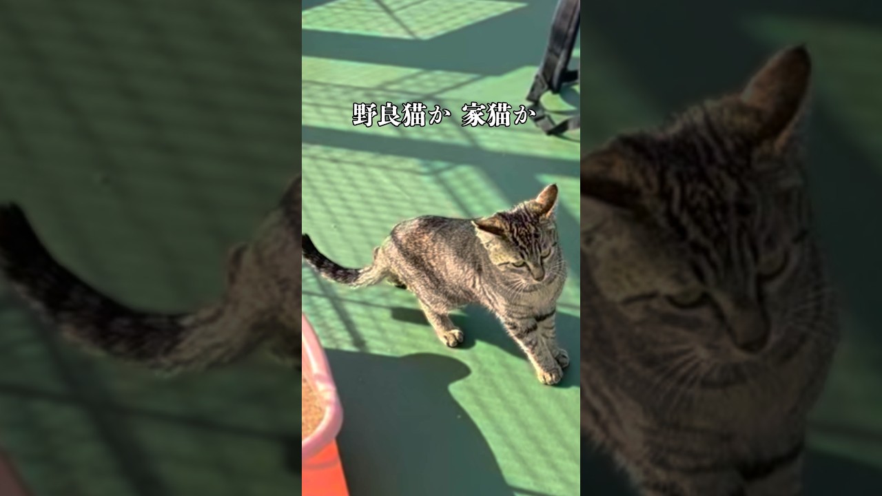 たろうは野良猫？