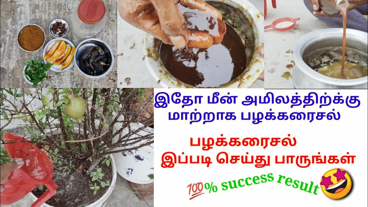 இதோ மீன் அமிலத்திற்க்கு மாற்றாக சத்து மிகுந்த பழக்கரைசல் .how to prepare fruit liquid fertilizer 🤩🤩👍