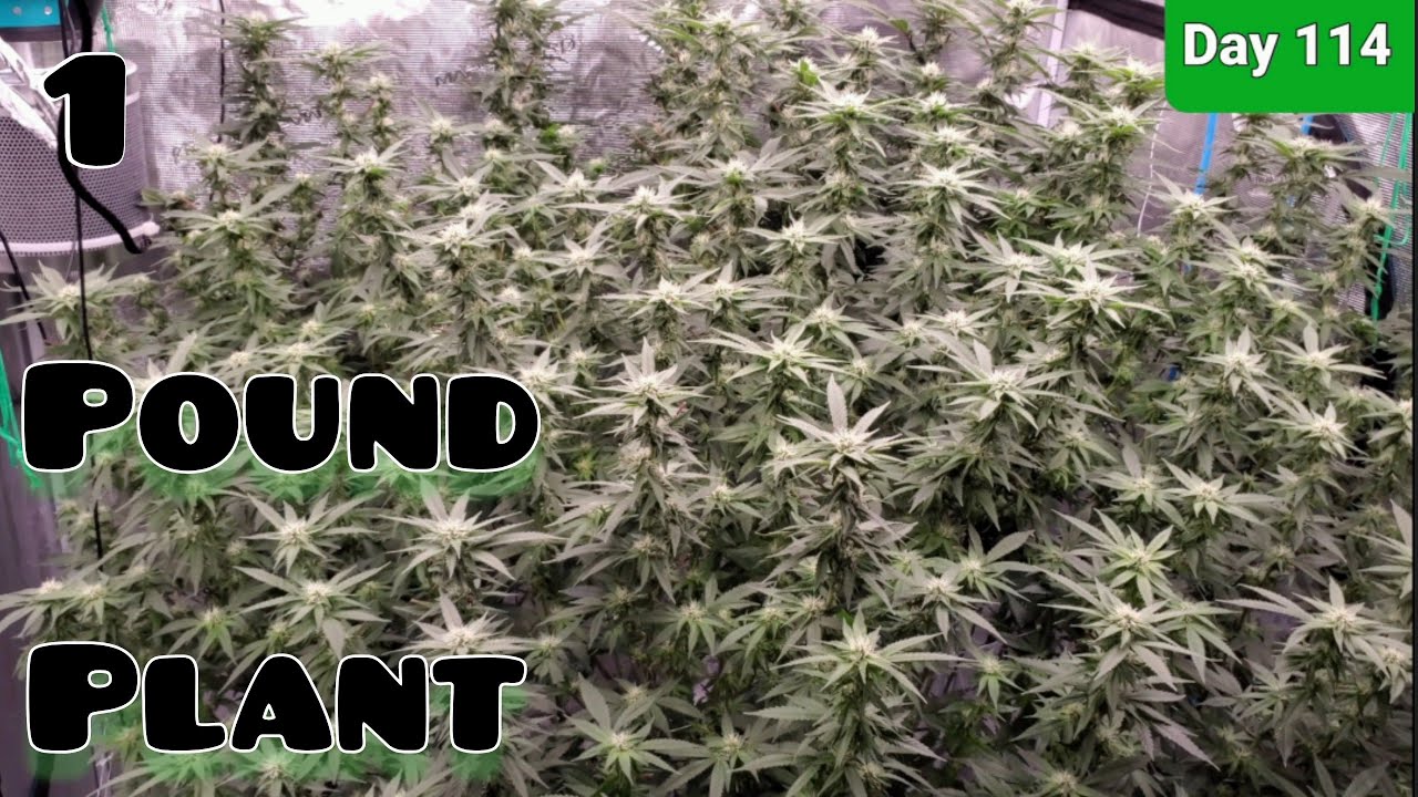 1 POUND PLANT Day 24 Flower under the FC-E6500 big buds are here / 2x2 Grow Tent New strains update
