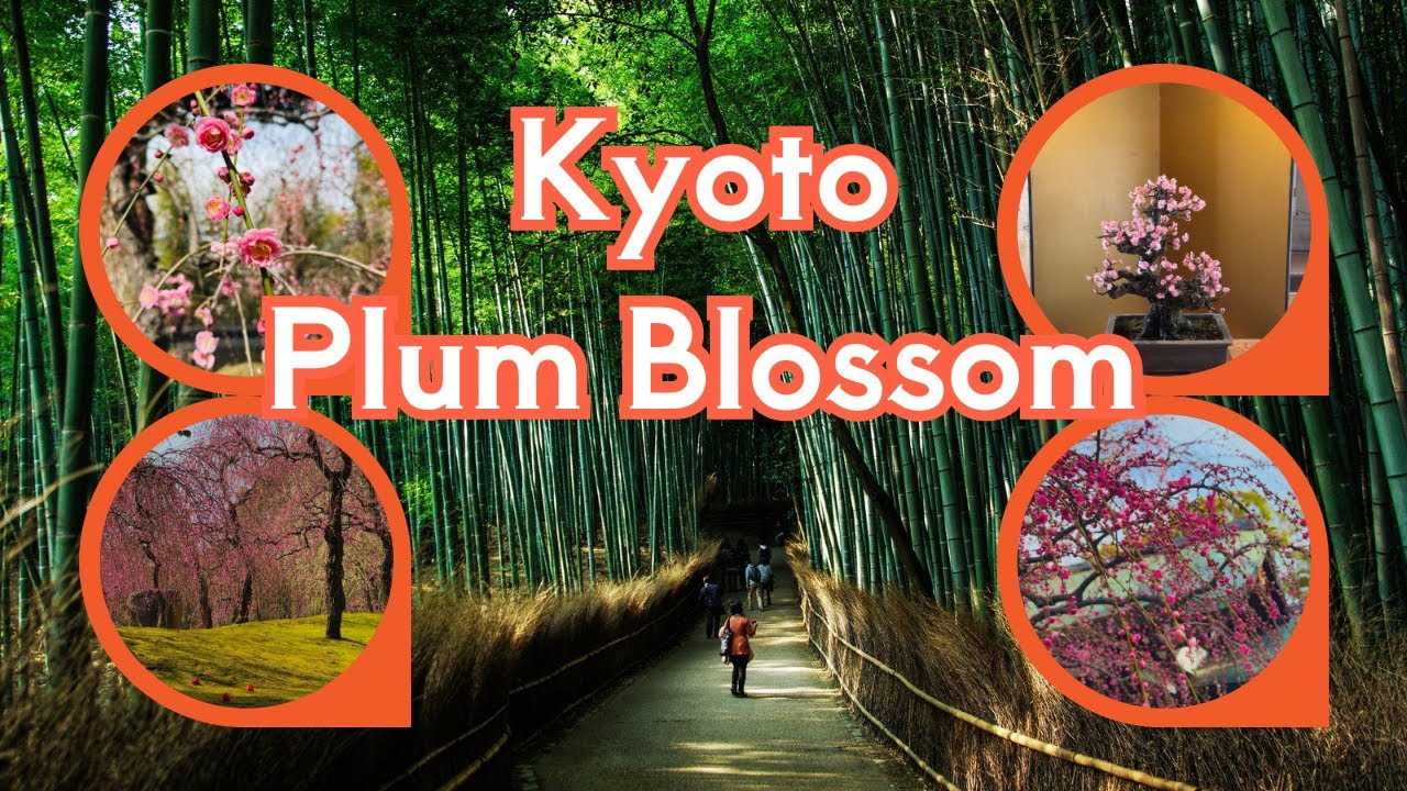 Kyoto ⛩ Jonan-gu Shrine 😍 Famous place for visiting plum blossom 🌸🌸 #kyoto #nature #plumblossom