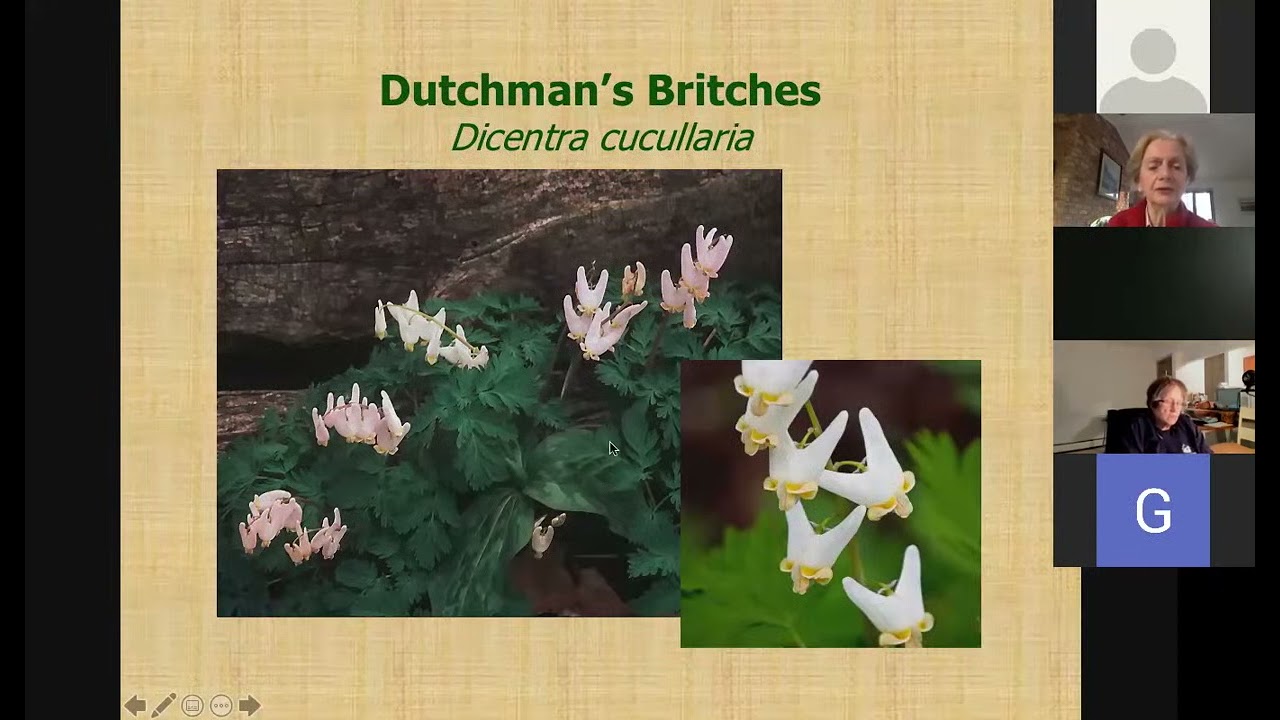 Native Plants for Shade Gardens