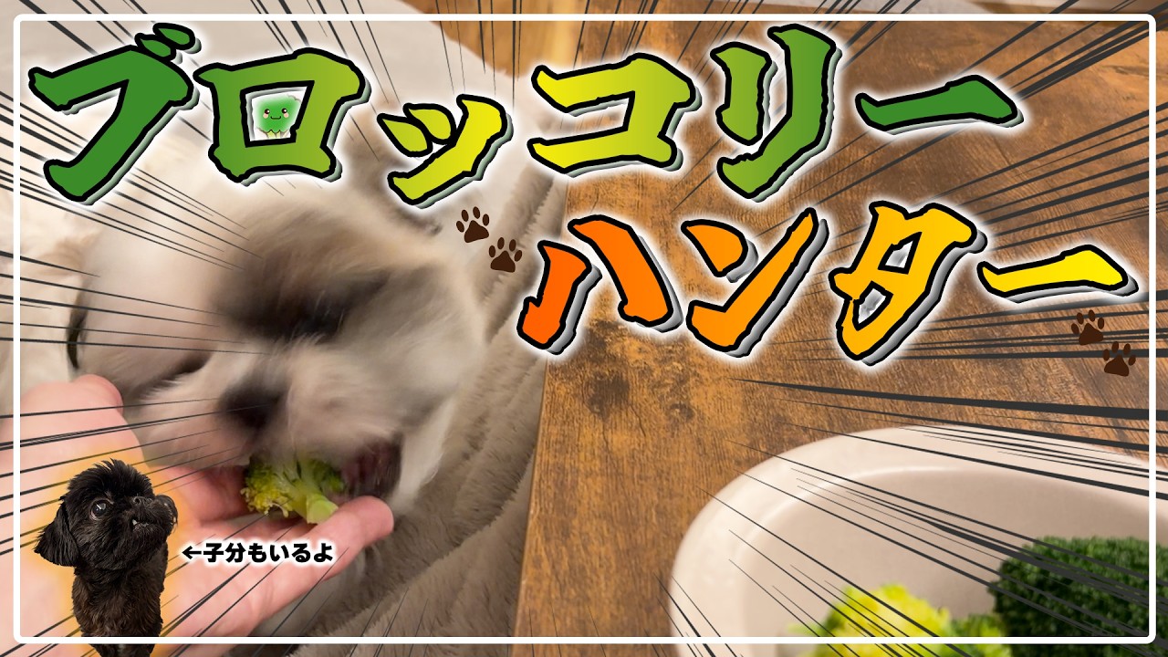 【ブロッコリーハンター】ブロッコリーを追い求めし犬