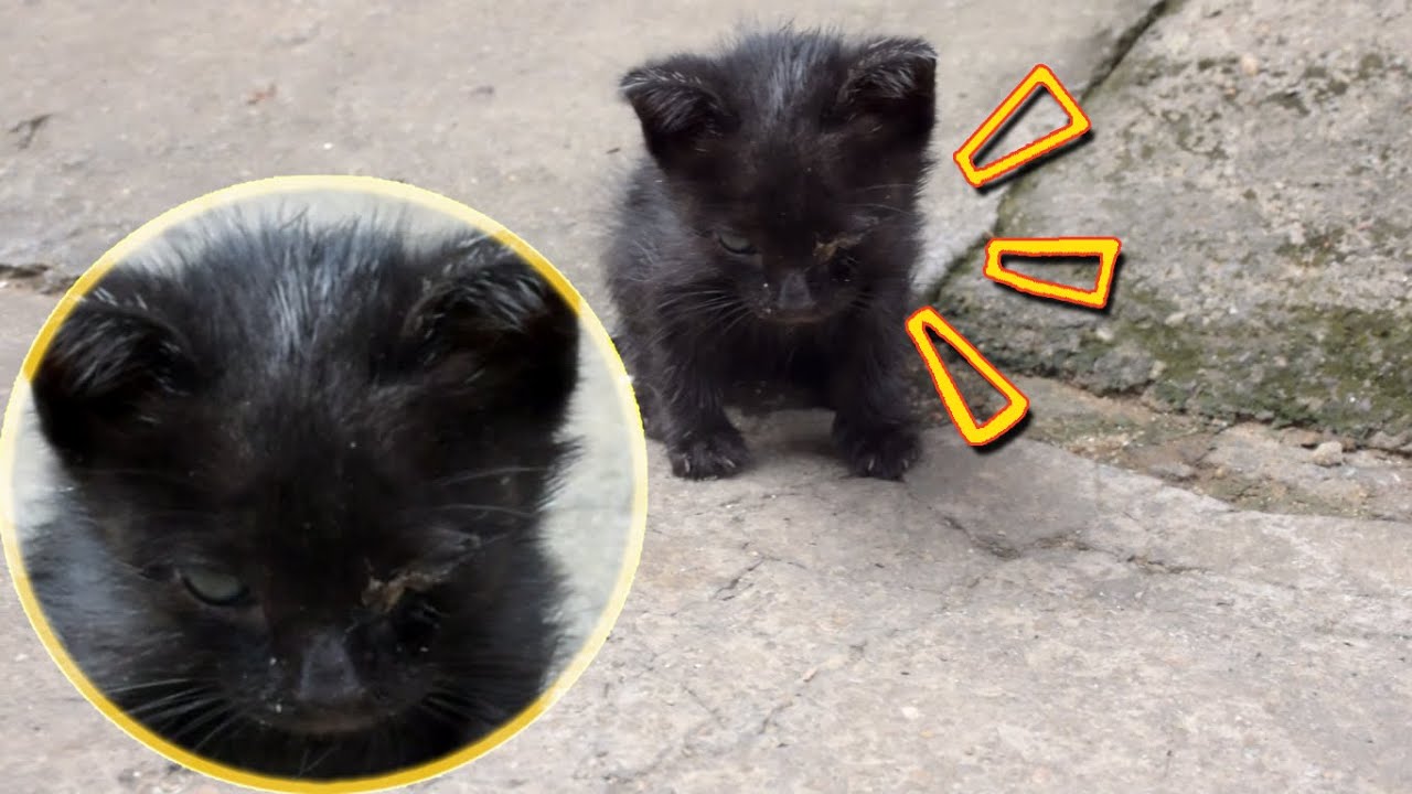 Почему у котенка глаза застряли?