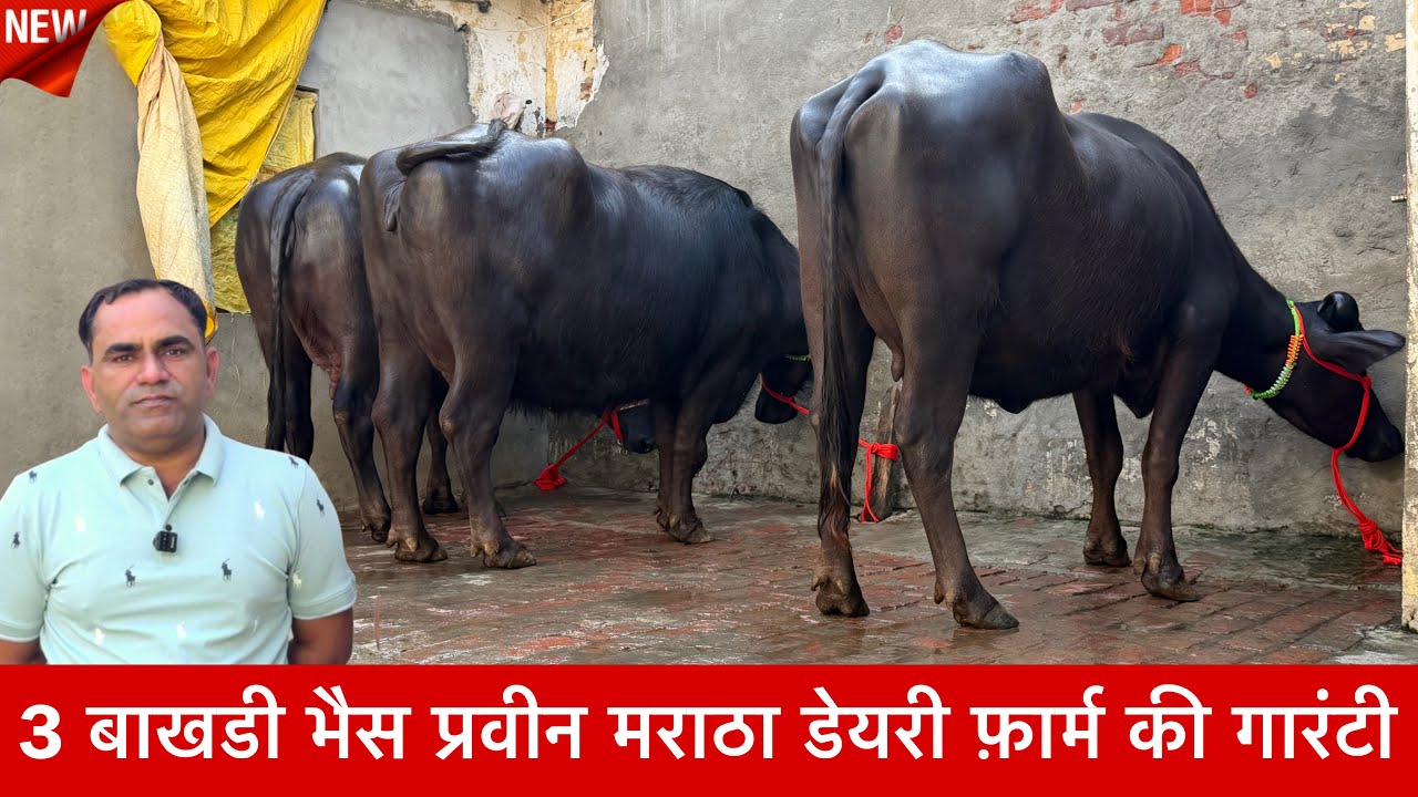 3 बाखडी भैस प्रवीन मराठा डेयरी फ़ार्म की गारंटी वाली नीचे कटीया Parveen Maratha Dairy Farm ✅