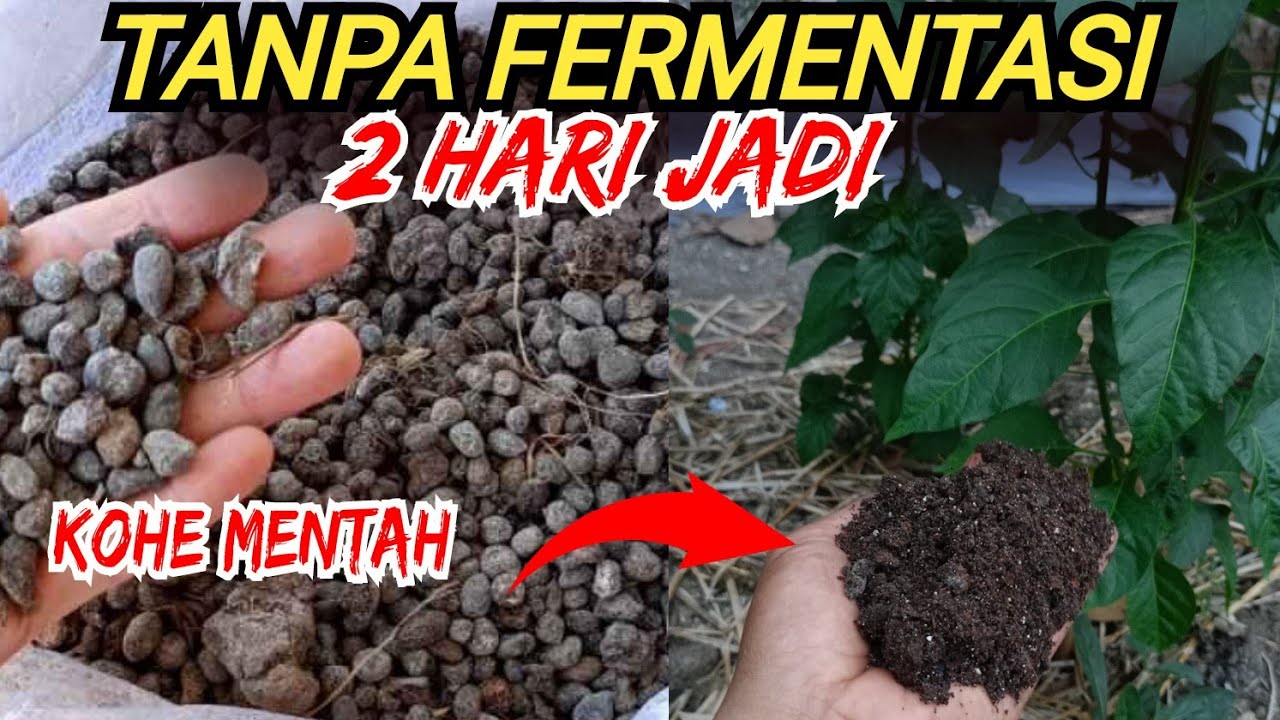 2 Hari Jadi Langsung Pakai‼️Pupuk KoHe Kambing Mentah Tanpa Fermantasi || Jangan Gagal Paham