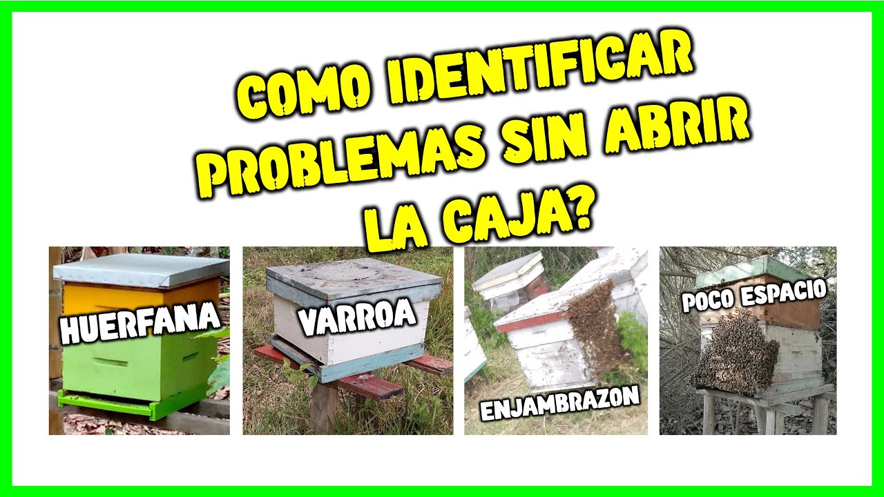 ✔️ Como Detectar los Problemas de tus Colmenas