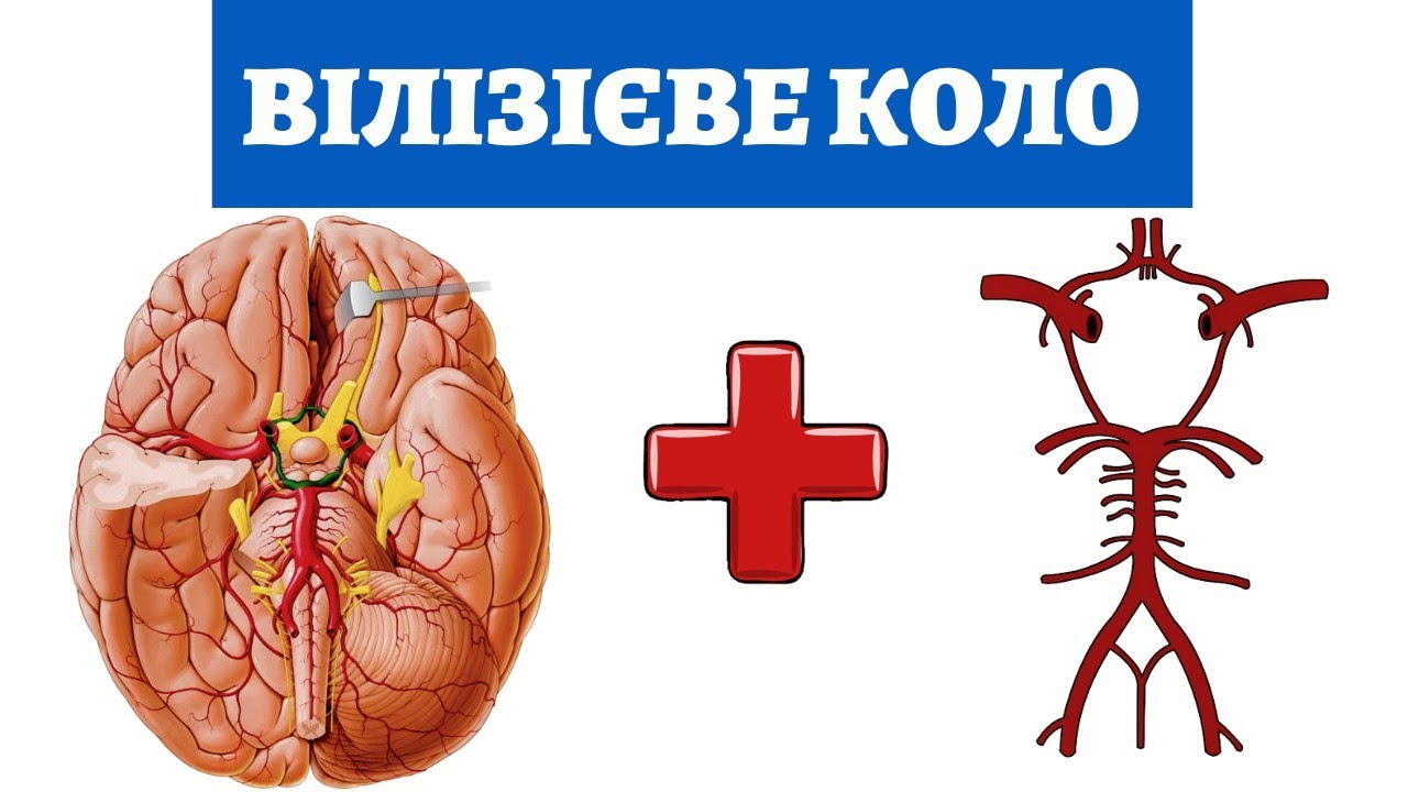 Кровоснабжение головного мозга Вилизиев круг |