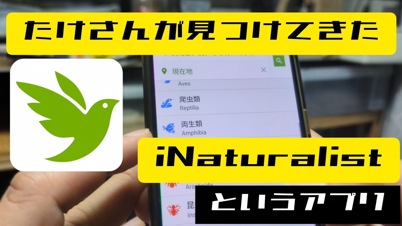 生き物採集、生き物観察におすすめのアプリ見つけました【iNaturalist】