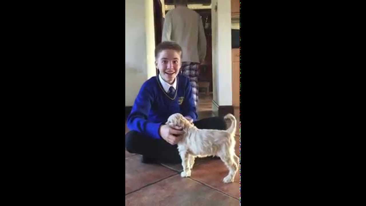 Boy gets puppy as a surprise present!