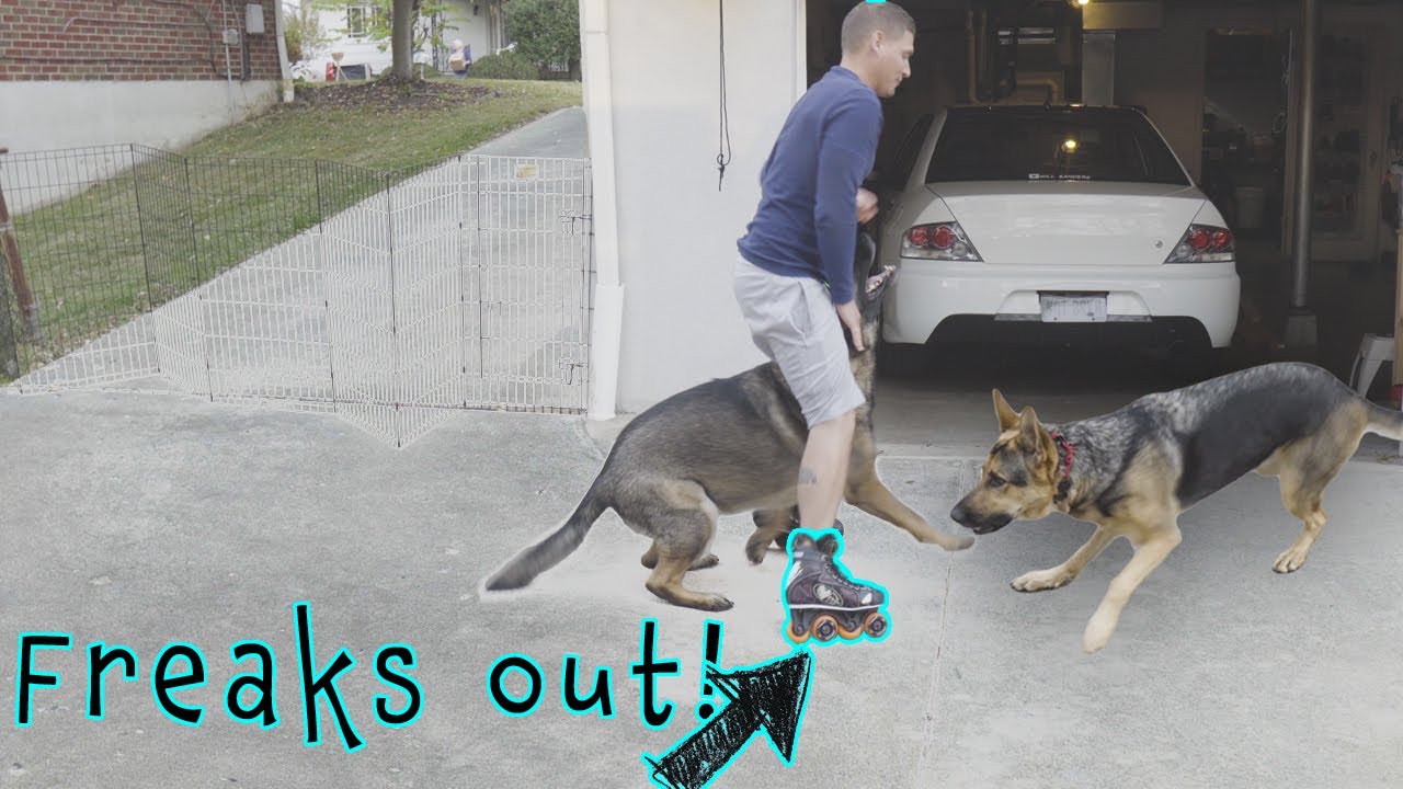 German Shepherd FREAKS OUT over Roller Blades!