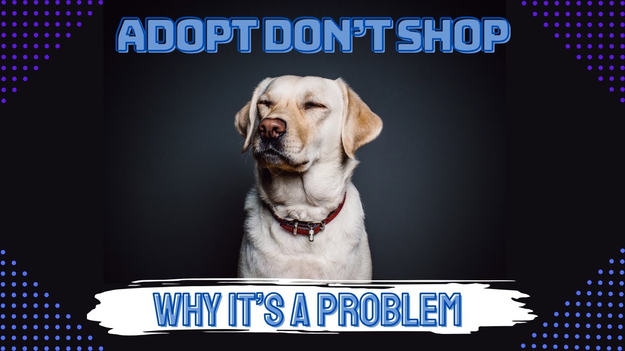 Adopt Don't Shop | Why It's A Problem