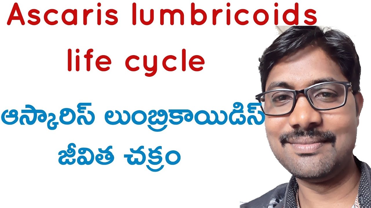 Ascaris lumbricoids life cycle class 11 Bhaskar's biology