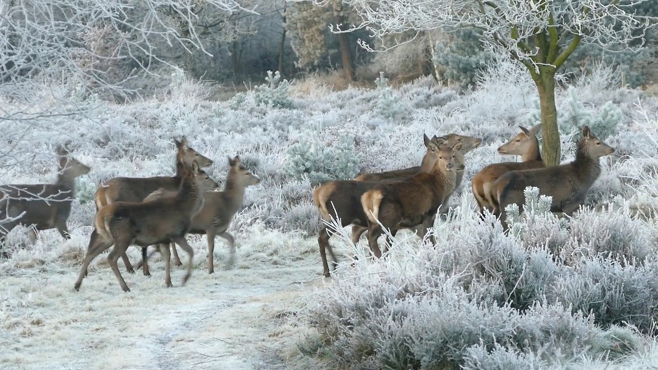 Tchaikovsky Vals de los copos de nieve de el Cascanueces