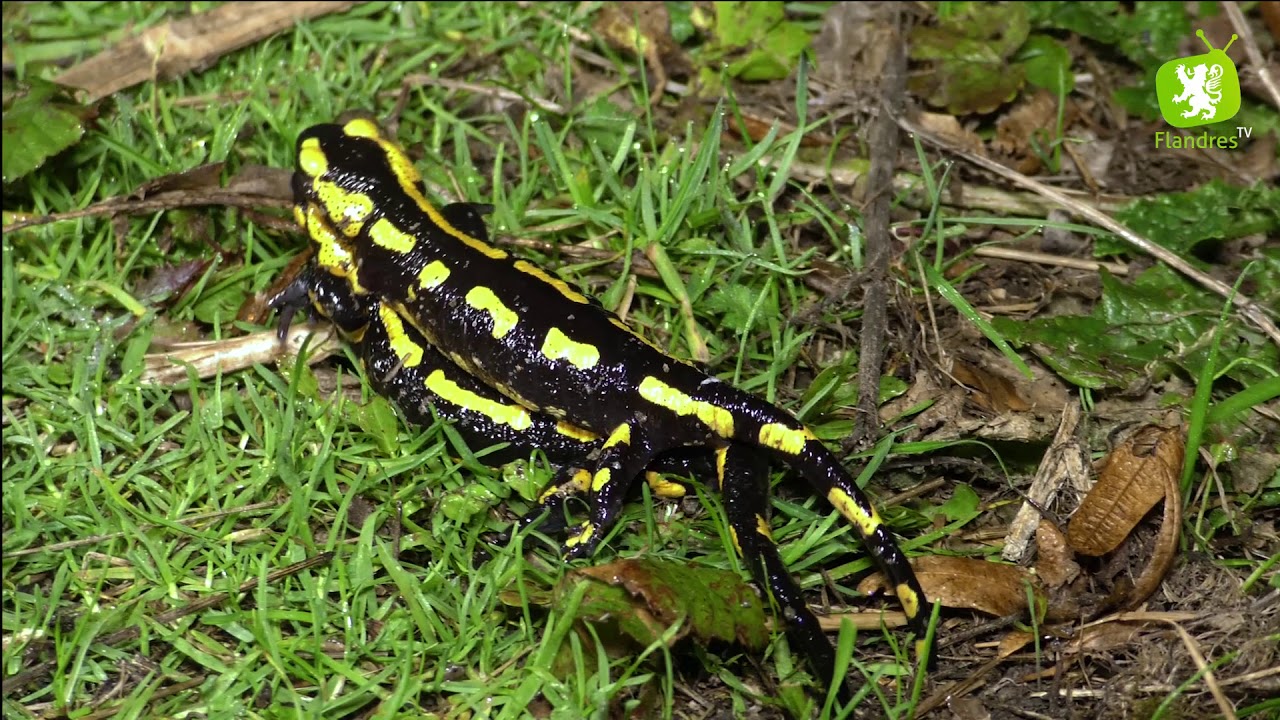 Flandre Coté Nature : La Salamandre tachetée