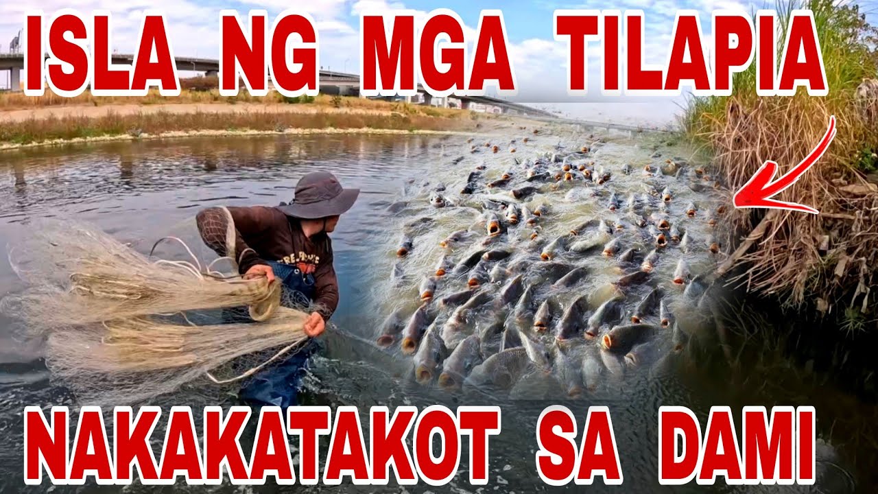 Isang Grupo Ng Isda Nasapol Sa Liblib Na Ilog Ng Taiwan