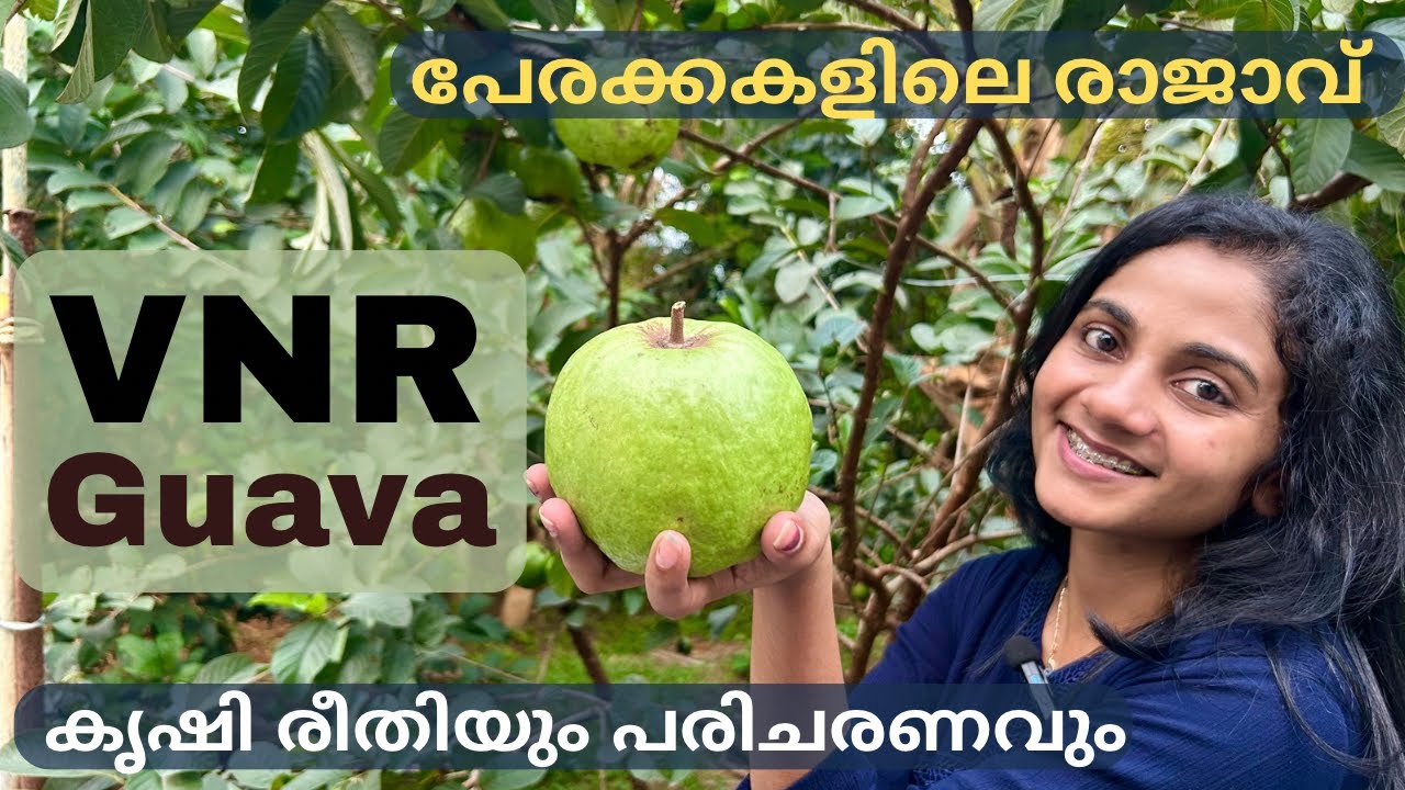 VNR Guava | All about farming and plant care | VNR Guava Malayalam | #guava #fruitplants #kerala