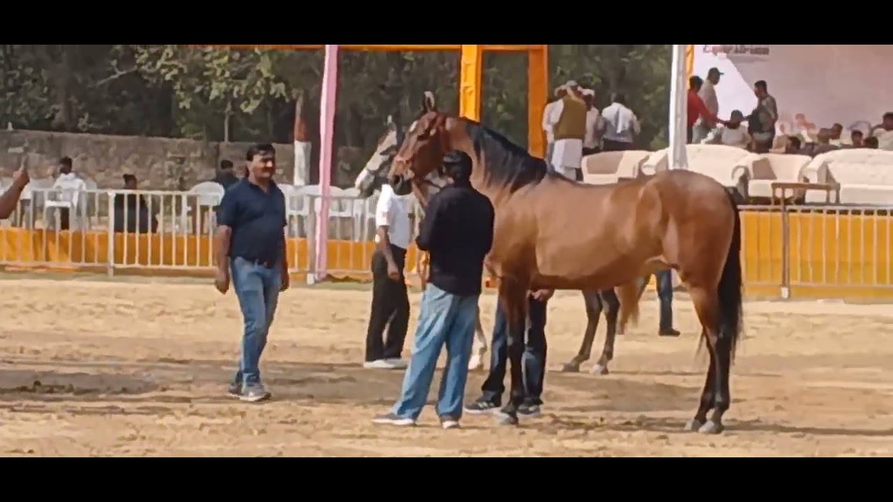Stud Glory horse show judge's 2026 #horse #youtube #studglory #vlog 