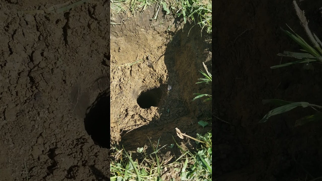 Installing a Doggy Dooley the right way.