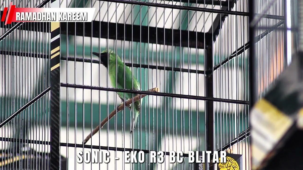 CUCAK IJO SONIC - EKO R3 BC BLITAR JAWARA KELAS 1.4 JUTA EVENT RAMADHAN KAREEM PRASASTI 