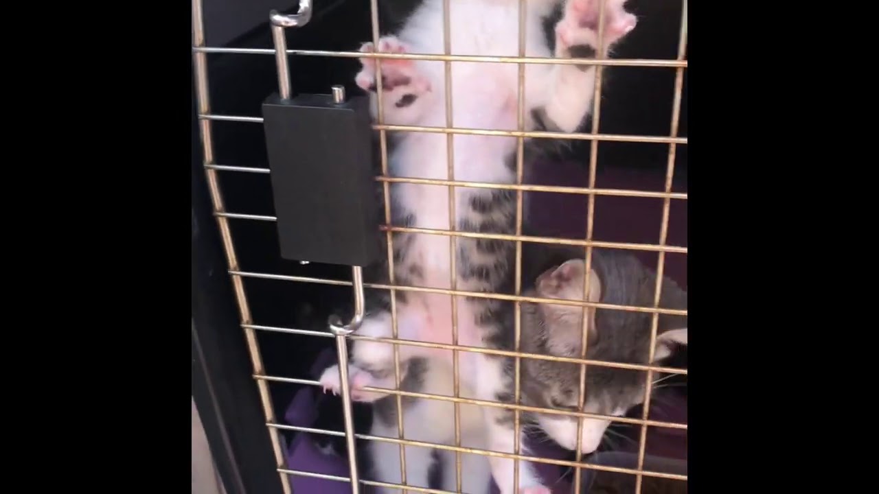 My cute kitten
