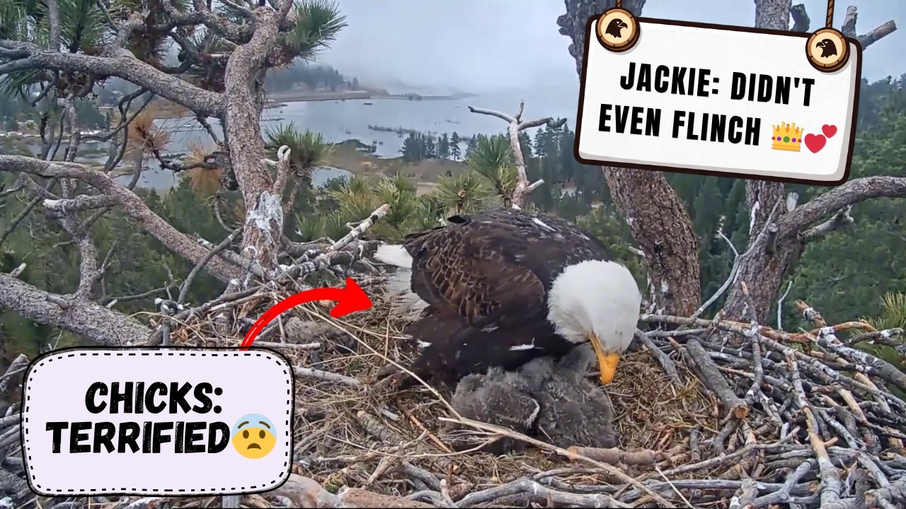 When the Fog Rolls In at 7000 Feet &mdash; Jackie's Chicks Experience Their First Real Scare! 😨 | FOBBV