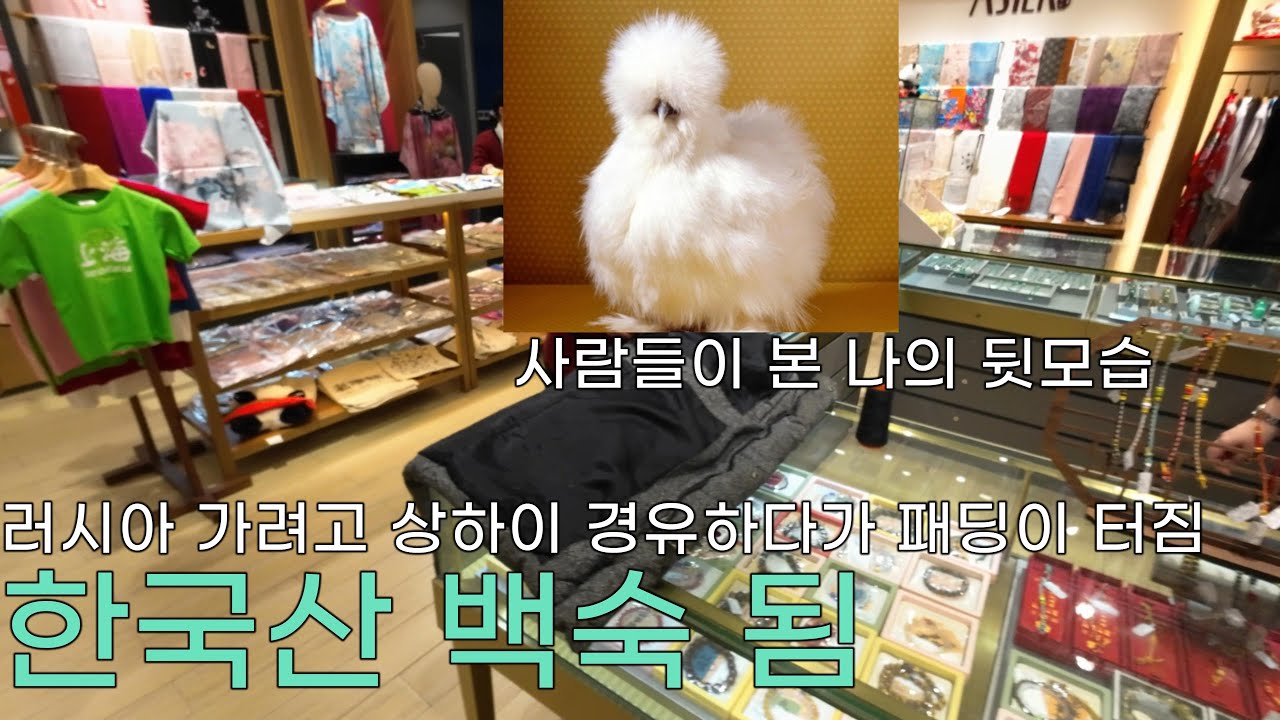 러시아 가려고 상하이 경유하다가 이게 무슨 봉변..