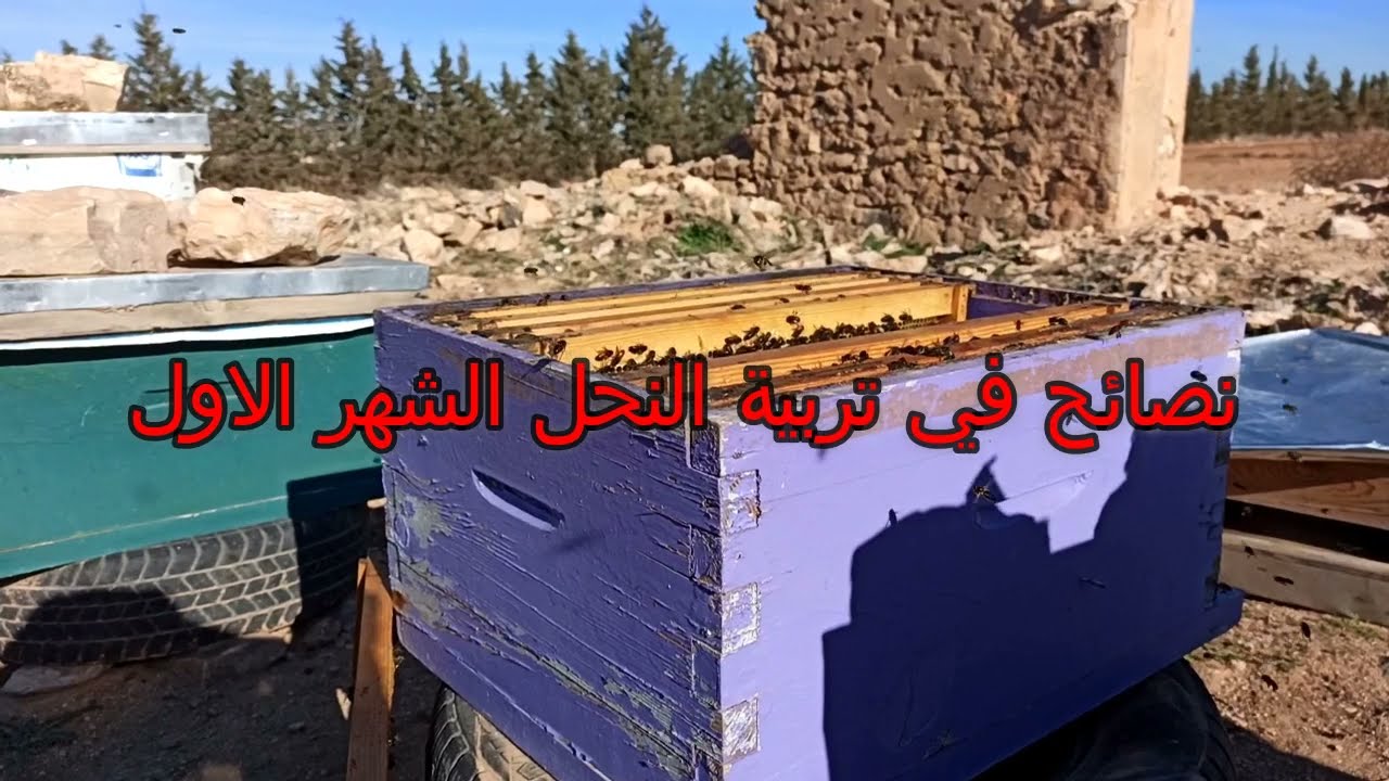 نصائح في تربية النحل الشهر جانفي أو الشهر الاول