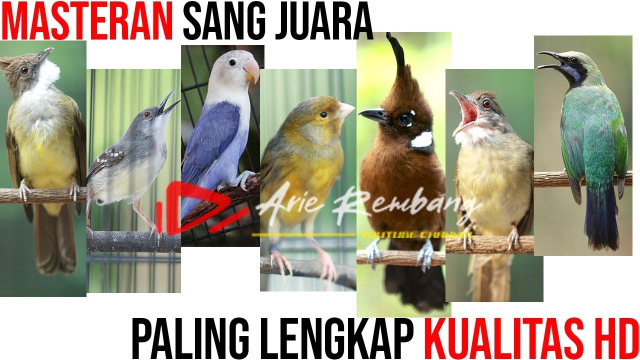 KOMBINASI MASTERAN PALING LENGKAP UNTUK SANG JUARA
