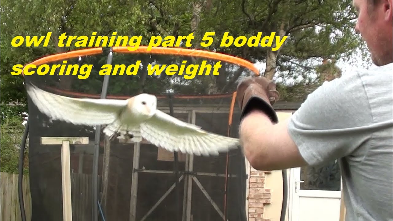 owl training part 5, flying weight and body scoring