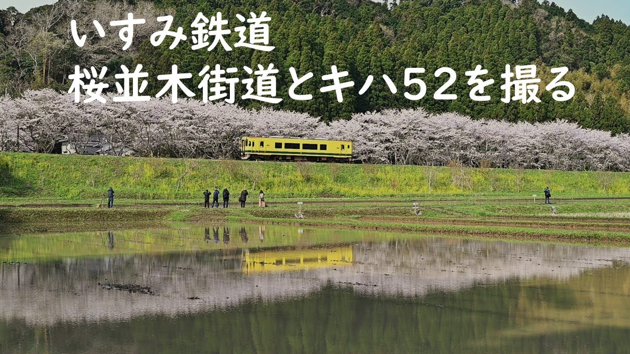 いすみ鉄道・新田野桜並木街道